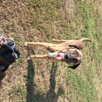 Saint -  German Shepherd Dog Dog for Adoption in Manchester, New Hampshire - Saint | PetCurious