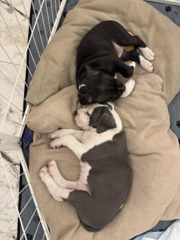 Mixed Breed Dogs Available for Adoption - Kane Winston | PetCurious