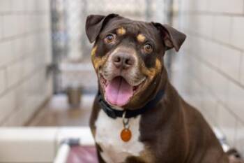 Blossom -  Pit Bull Terrier and Australian Shepherd Dog for Adoption in Golden Valley, Minnesota - Blossom | PetCurious