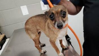 CANELA -  Chihuahua Dog for Adoption in Aurora, Illinois - CANELA | PetCurious