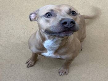 DEENO -  American Staffordshire Terrier Dog for Adoption in Derwood, Maryland - DEENO | PetCurious