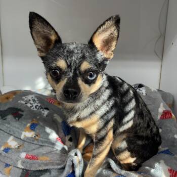 Xavier -  Chihuahua Dog for Adoption in Woodruff, South Carolina - Xavier | PetCurious