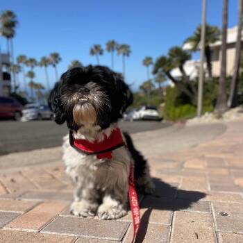 Shih Tzu Dogs Available for Adoption - Poppy | PetCurious