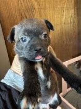 Chihuahua Dogs Available for Adoption - Madeline | PetCurious