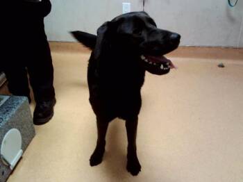 HOTTOGO -  Labrador Retriever and Mixed Breed Dog for Adoption in Martinez, California - HOTTOGO | PetCurious