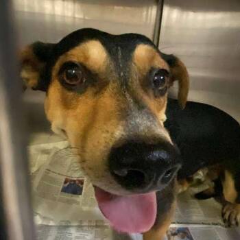 Mixed Breed Dogs Available for Adoption in Gadsden, Alabama - Hot Dog | PetCurious