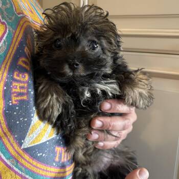 Goldendoodle and Miniature Poodle Dogs Available for Adoption - Paisley  | PetCurious