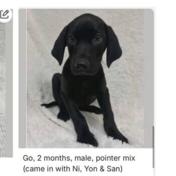 940 (2026) Jett -  German Shorthaired Pointer and Mixed Breed Dog for Adoption in Parker, Colorado - 940 (2026) Jett | PetCurious