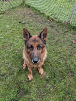 Coupe ICD-240-25 -  German Shepherd Dog Dog for Adoption in Coupeville, Washington - Coupe ICD-240-25 | PetCurious