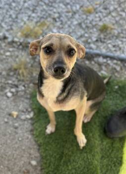 Chihuahua Dogs Available for Adoption in Manchester, Tennessee - Filly | PetCurious