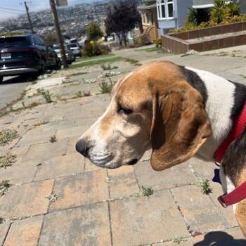 Hound and Mixed Breed Dogs Available for Adoption in San Francisco, California - Addy | PetCurious