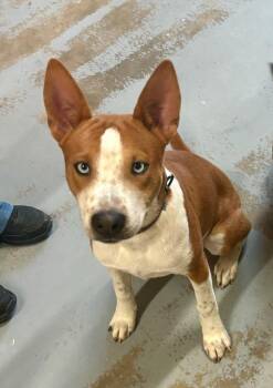 Hound Dogs Available for Adoption in Luling, Texas - Canelo | PetCurious