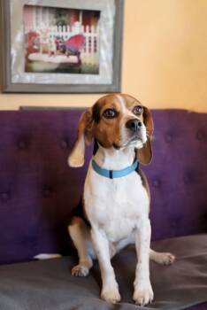 Beagle Dogs Available for Adoption - Teddy Lonestar | PetCurious