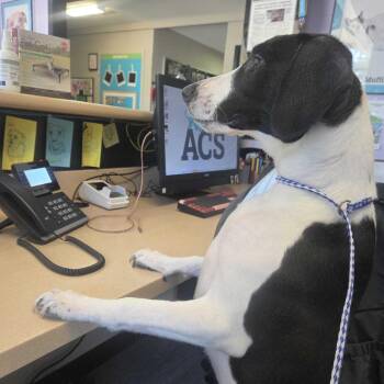 Marathon -  Basset Hound and Treeing Walker Coonhound Dog for Adoption in Louisville, Kentucky - Marathon | PetCurious