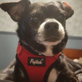 Chihuahua Dogs Available for Adoption in Portage, Michigan - Buddy | PetCurious
