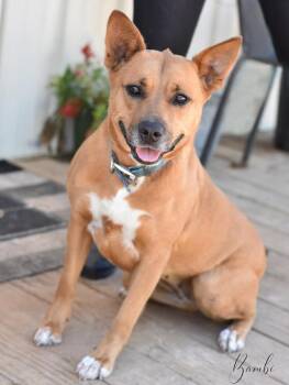 Rescue Pit Bull Terrier and Australian Cattle Dog Blue Heeler Dogs for Adoption in Conroe, Texas - Bambi II | PetCurious