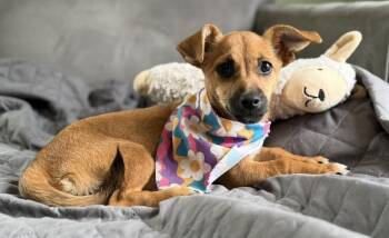 Milagros -  Chihuahua and Dachshund Dog for Adoption in Cheektowaga, New York - Milagros | PetCurious