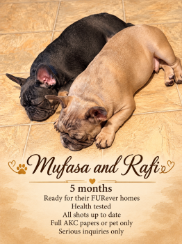 Mufasa -  French Bulldog Dog for Sale in Greenville, South Carolina - Mufasa | PetCurious