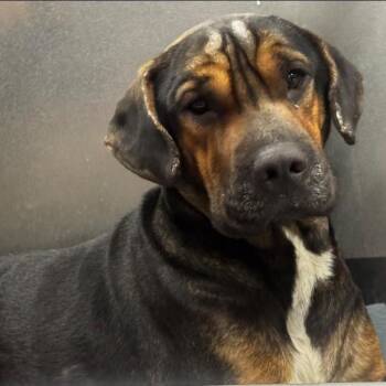 Hound and Mixed Breed Dogs Available for Adoption in Aldie, Virginia - Shabazz | PetCurious