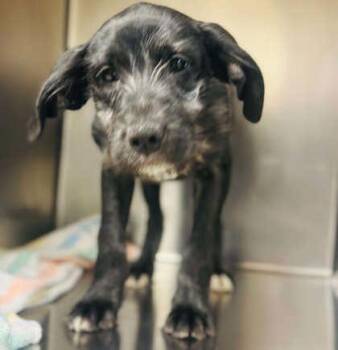 Mixed Breed Dogs Available for Adoption in West Chester, Pennsylvania - Danielle | PetCurious