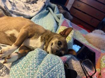 Besse -  Chihuahua Dog Available for Adoption in Eureka, California - Besse | PetCurious