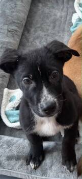 Border Collie Dogs Available for Adoption - Knight | PetCurious