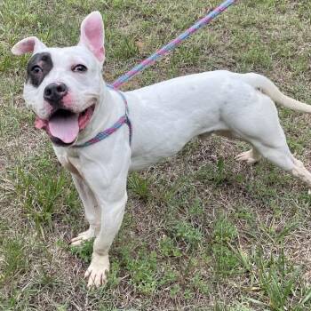 Simon 26-0439 -  Mixed Breed Dog for Adoption in Yanceyville, North Carolina - Simon 26-0439 | PetCurious