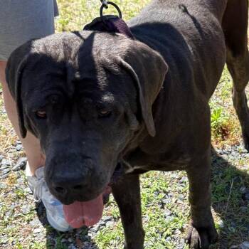 Adelaide -  Mastiff Dog for Adoption in Ridgely, Maryland - Adelaide | PetCurious