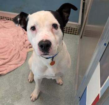 Pit Bull Terrier Dogs Available for Adoption in Plano, Texas - Mooey A216669 | PetCurious