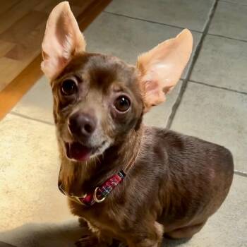 Chihuahua Dogs Available for Adoption - Rocky | PetCurious