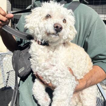 LIBERTY -  Miniature Poodle and Mixed Breed Dog for Adoption in Richmond, California - LIBERTY | PetCurious