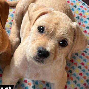 Dachshund and Terrier Dogs Available for Adoption - Chip Ahoy | PetCurious