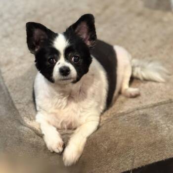 Chihuahua and Pomeranian Dogs Available for Adoption in Pelham, New Hampshire - Zelda  | PetCurious