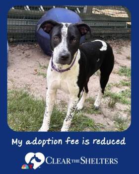 FAWN -  German Shorthaired Pointer and Mixed Breed Dog for Adoption in Brewster, Massachusetts - FAWN | PetCurious