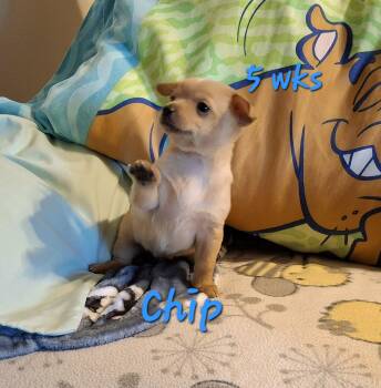 Rescue Chihuahua Dogs for Adoption in Wichita Falls, Texas - Chip | PetCurious