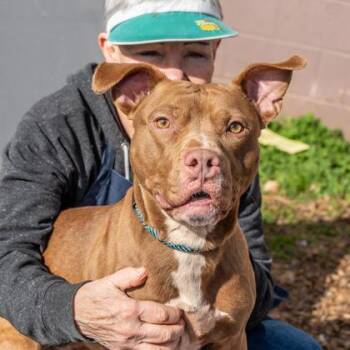 Mixed Breed Dogs Available for Adoption in Chamblee, Georgia - Teahan | PetCurious