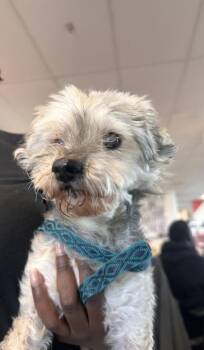 Mixed Breed Dogs Available for Adoption in West Chester, Pennsylvania - MJ | PetCurious