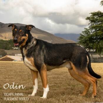 Rescue Mixed Breed and German Shepherd Dog Dogs for Adoption in Yucaipa, California - Odin | PetCurious
