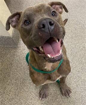 BODIE -  Pit Bull Terrier Dog for Adoption in Fort Myers, Florida - BODIE | PetCurious