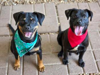 Bipsie & Noodles -  Chihuahua and Pug Dog for Adoption in Phenix City, Alabama - Bipsie & Noodles | PetCurious