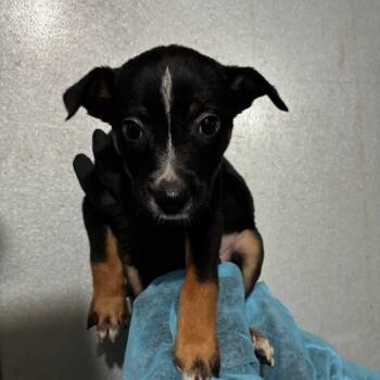 Rescue Border Collie and Mixed Breed Dogs for Adoption in Richmond, California - CHESTNUT | PetCurious