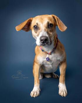 Hound Dogs Available for Adoption - Blitzen | PetCurious