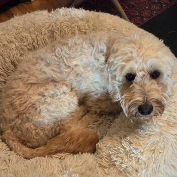 Love -  Golden Retriever and Poodle Dog for Adoption in Minneapolis, Minnesota - Love | PetCurious