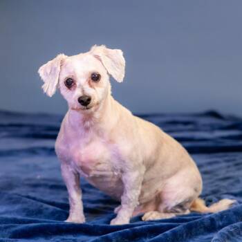 Maltese Dogs Available for Adoption in Wilmington, Delaware - Jake | PetCurious