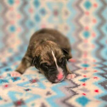 Retriever and Mixed Breed Dogs Available for Adoption in Wadena, Minnesota - Aurora | PetCurious