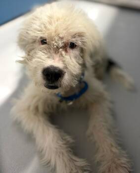 Calvin ~FOSTER or FOSTER TO ADOPT NEEDED -  Poodle Dog for Adoption in Minneapolis, Minnesota - Calvin ~FOSTER Or FOSTER TO ADOPT NEEDED | PetCurious