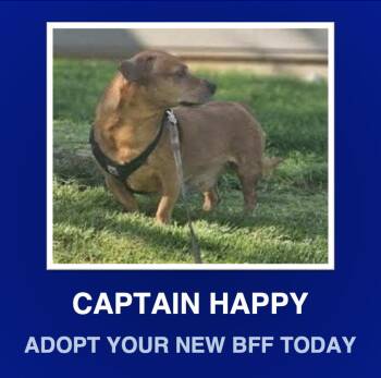 Rescue Dachshund Dogs for Adoption in Morrisville, Pennsylvania - Ollie | PetCurious