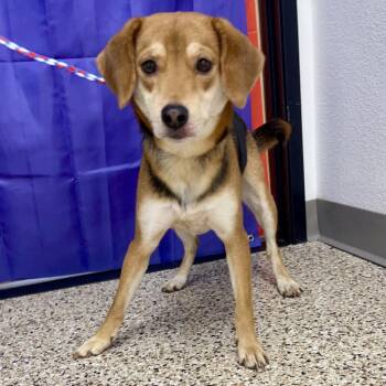Daisy -  Beagle and Mixed Breed Dog for Adoption in Bullhead City, Arizona - Daisy | PetCurious