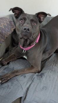 Pit Bull Terrier Dogs Available for Adoption - Mae | PetCurious