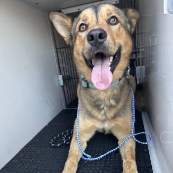 Jacob Black -  Shepherd and Mixed Breed Dog for Adoption in Pasadena, California - Jacob Black | PetCurious